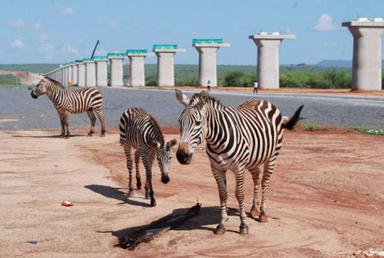 肯尼亚总统高度赞赏，乞力马扎罗山下米兰网址绿闪耀